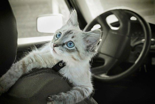 6 Cool Car Interior Cleaning Tips and Tricks You Should Know