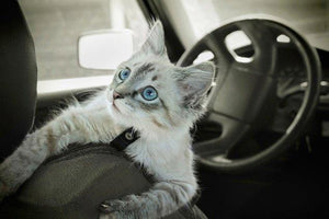 6 Cool Car Interior Cleaning Tips and Tricks You Should Know