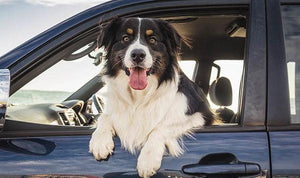 Is It Illegal for a Dog to Sit in the Front Seat of a Car?